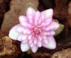 Hepatica japonica Kiko